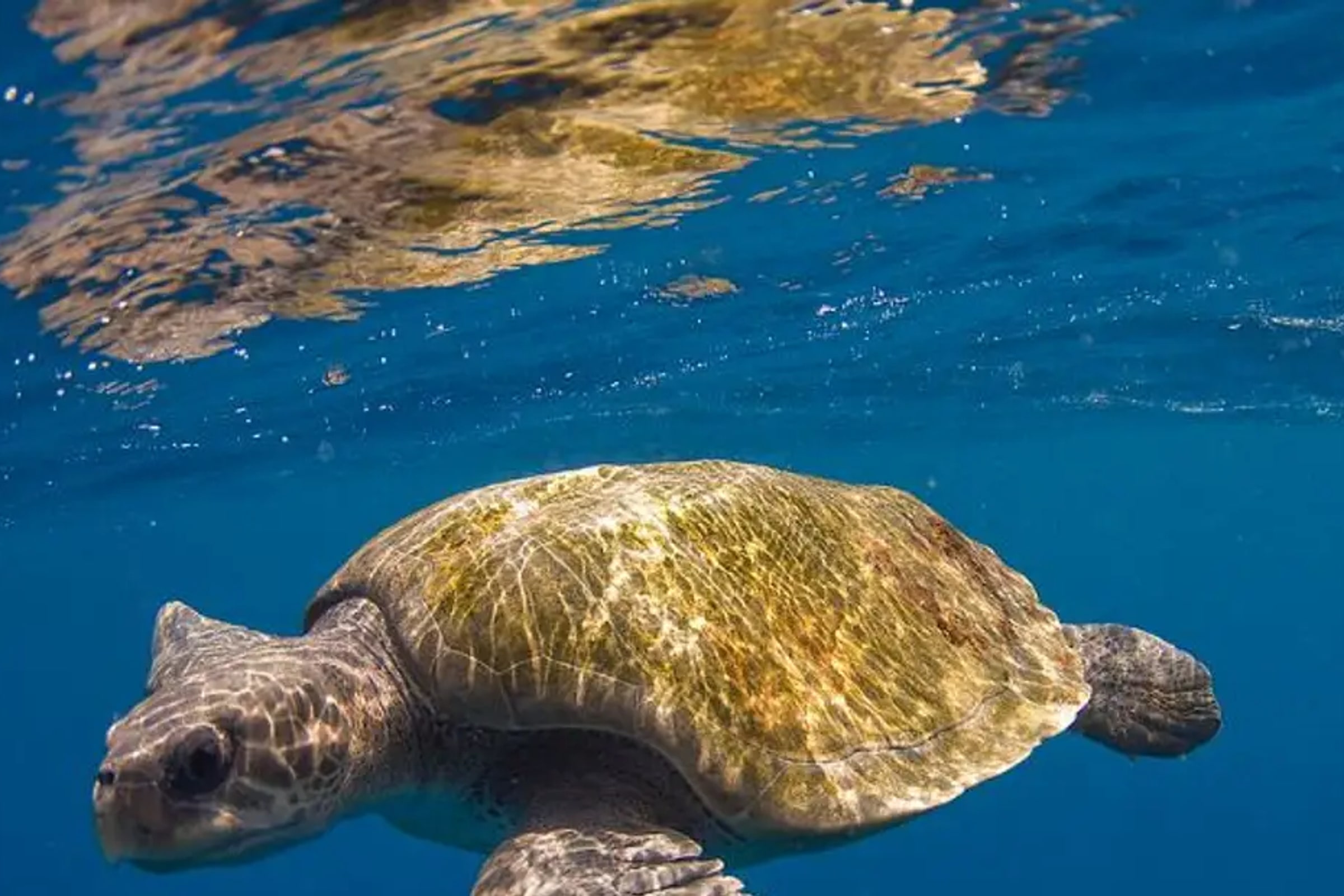Snorkeling with Sea Turtles at Mirissa